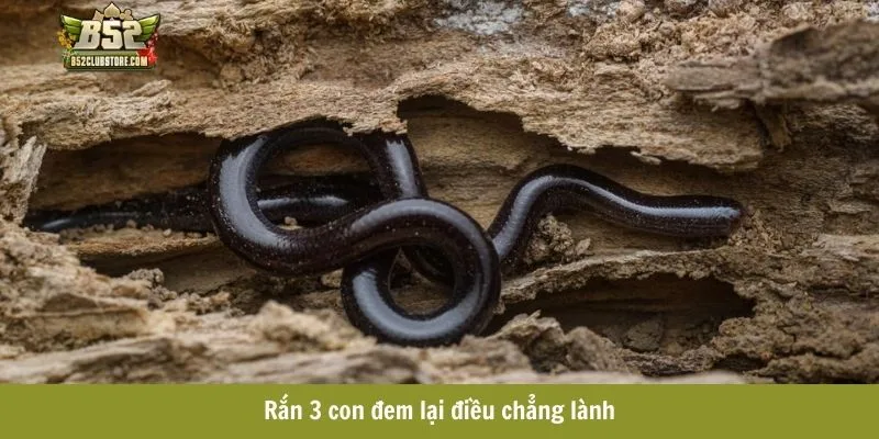 Rắn 3 con đem lại điều chẳng lành Rắn 3 con đem lại điều chẳng lành