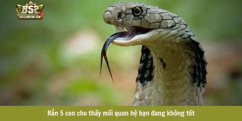 Rắn 5 con cho thấy mối quan hệ bạn đang không tốt Rắn 5 con cho thấy mối quan hệ bạn đang không tốt