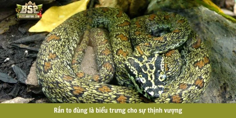 Rắn to đùng là biểu trưng cho sự thịnh vượng Rắn to đùng là biểu trưng cho sự thịnh vượng